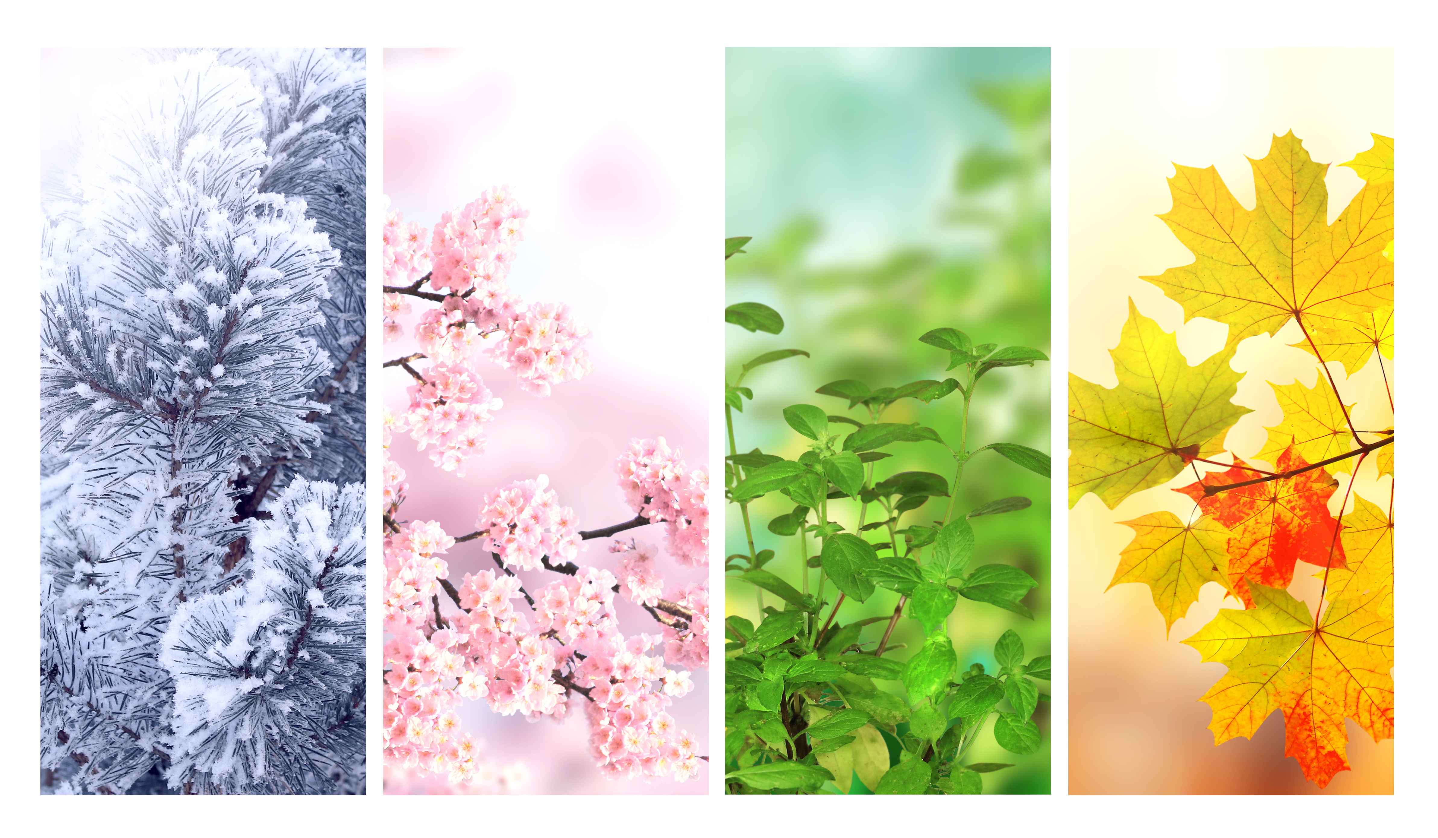 saisons-changement-joints.jpeg